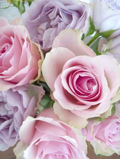 pastel rose